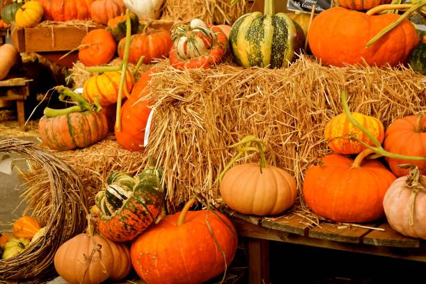 istock Pumpkins and Gourds 1156325478