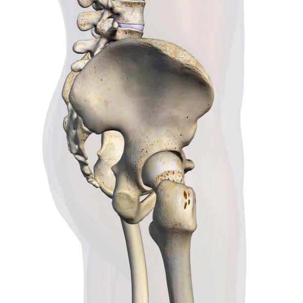 vue latérale masculine d'os de hanche sur le blanc - hip femur ilium pelvis photos et images de collection