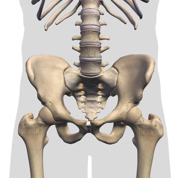 istock Male Pelvic and Hip Bones Front View on White 1156326476