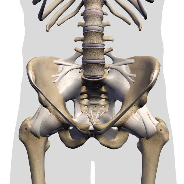 istock Male Hip Bones and Ligaments Labeled Front View on White 1156326481
