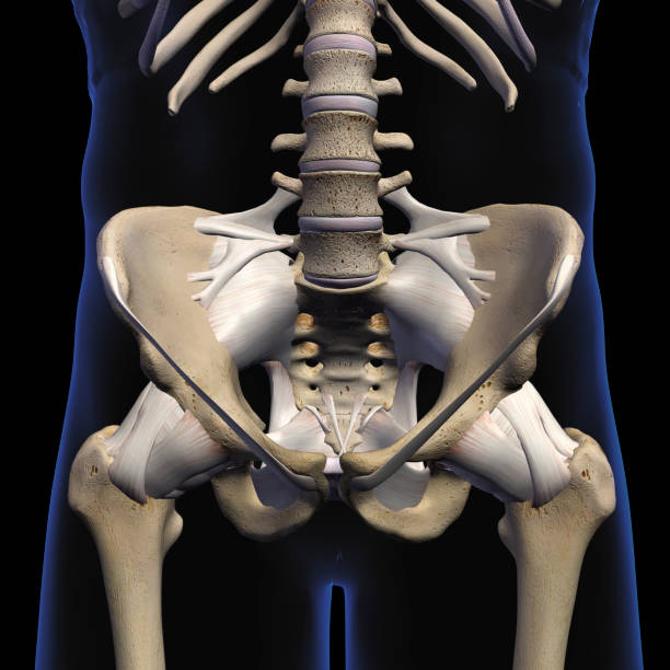 istock Male Hip Bones and Ligaments Front View on Black 1156326487