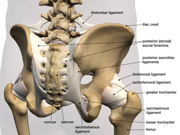 3D Rendering of male pelvis, hip, leg bones and ligaments labeled on a white background.  Posterior view.