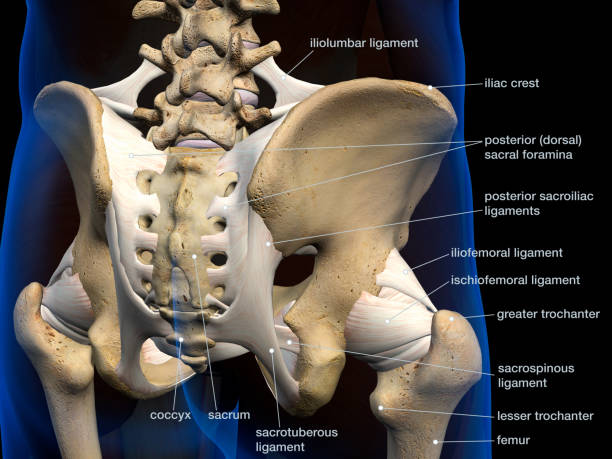 istock Male Hip Bones and Ligaments Labeled Rear View on Black 1156326498
