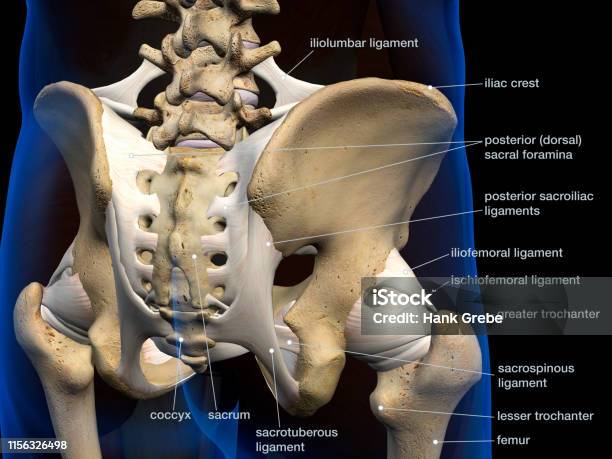 Male Hip Bones And Ligaments Labeled Rear View On Black Stock Photo -  Download Image Now - iStock