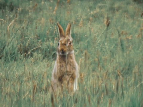 United Kingdom, UK wild rabbit in a field taken to show motion and to look like a water colour painting, in both black and white and colour
