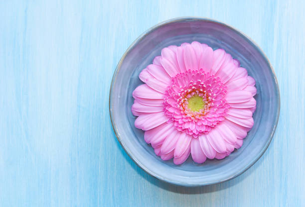 istock Beautiful gerbera in a blue bowl with water. 1156327903