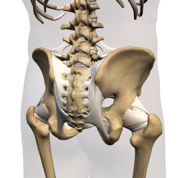 istock Male Hip Bones and Ligaments Rear View on White 1156328860