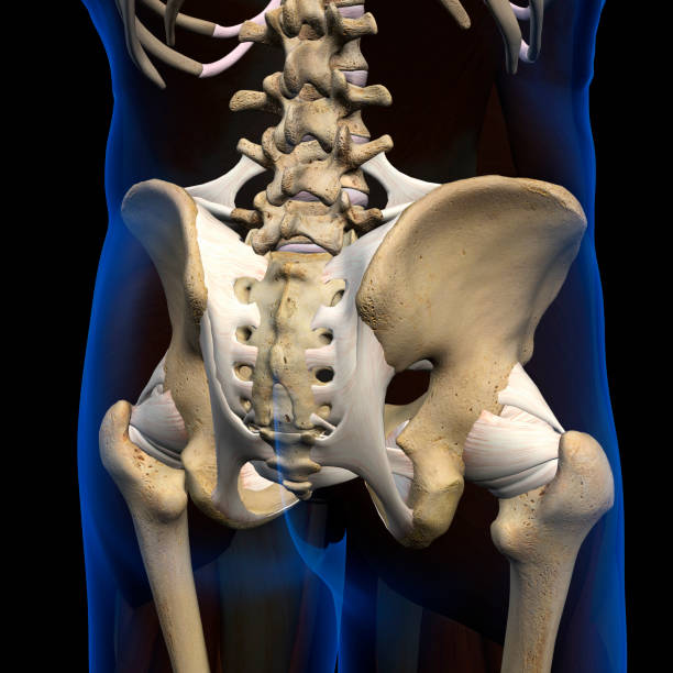 istock Male Hip Bones and Ligaments Rear View on Black 1156328865