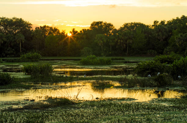 Sunset over Florida wetlands