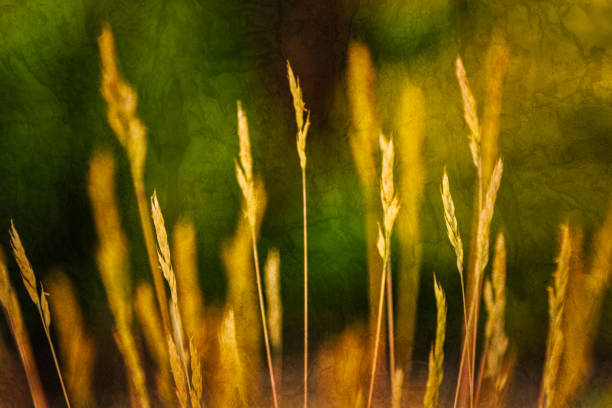 istock Yellow grass on a blurred green background 1156329739