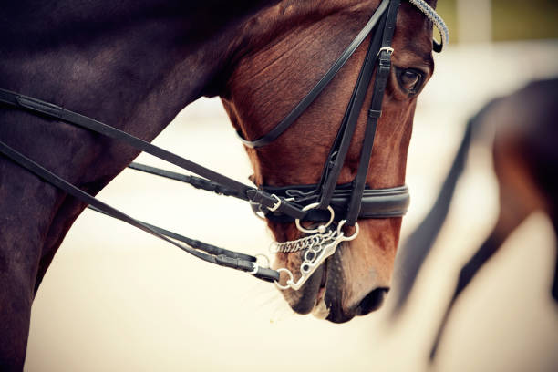 istock The muzzle is sports brown stallion in ammunition. 1156330090