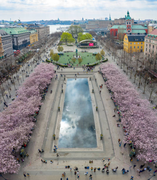istock First cherry blossom and fountain, Kungstradgarden 1156330096
