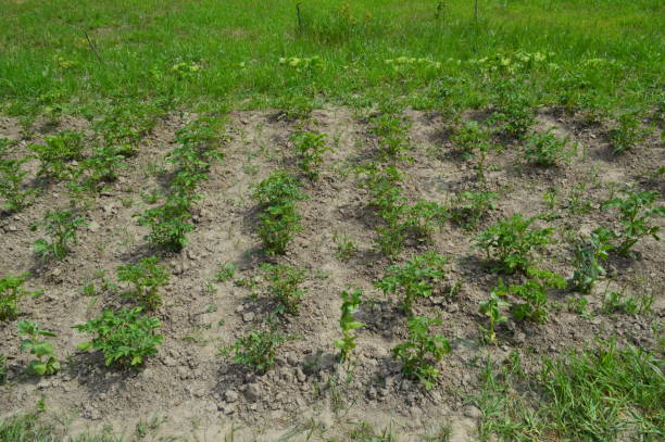 istock Vegetable garden in its own garden plot summer harvest 1156332765