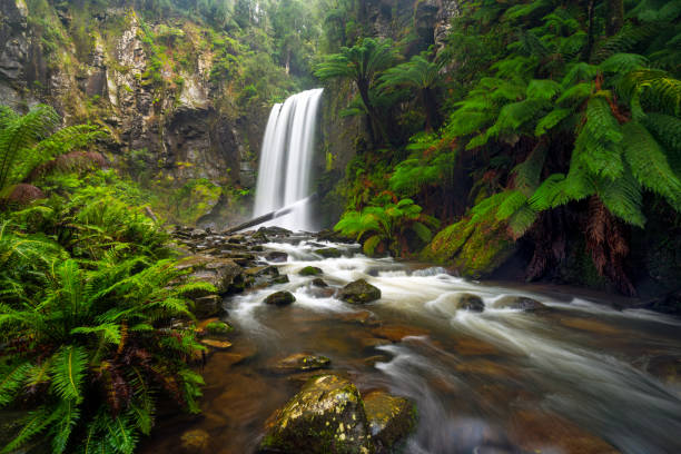 hopetoun falls nelle otway ranges lungo la great ocean road a victoria, australia - otway national park foto e immagini stock