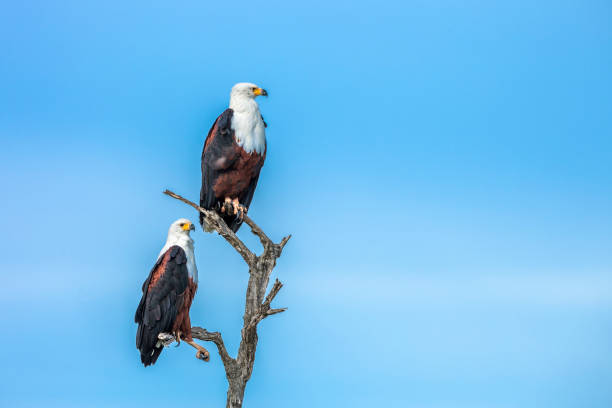 African fish eagle in Kruger National park, South Africa