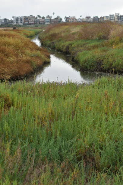 istock Wetland Creek with Lush Grass vertical 1156335207