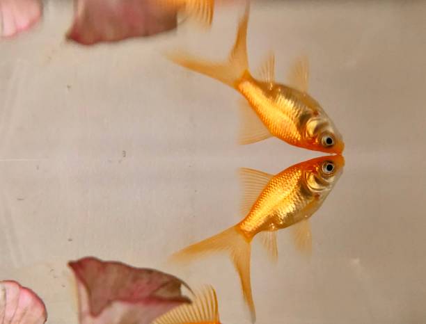 istock Goldfish Swimming Up and It’s Reflection Above 1156335340