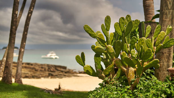 Cactus plant on the beach Playa Caracol on Contadora island stock photo