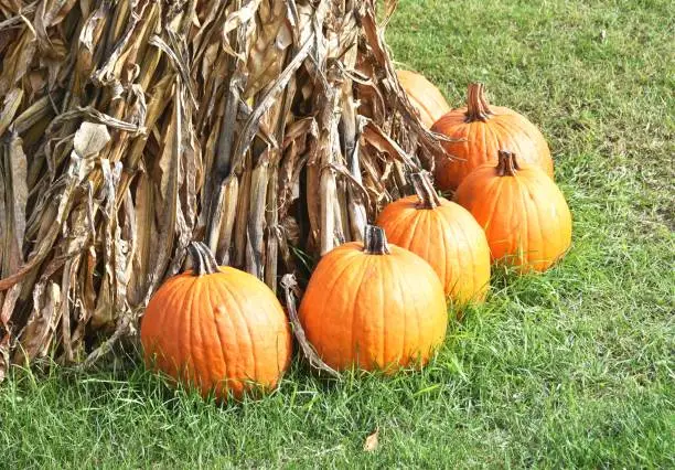 Display of pumpkins by cornstalks.