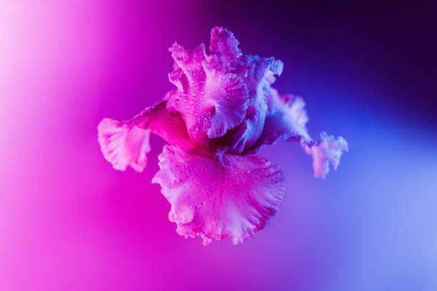 Vivid neon colored iris flower bud