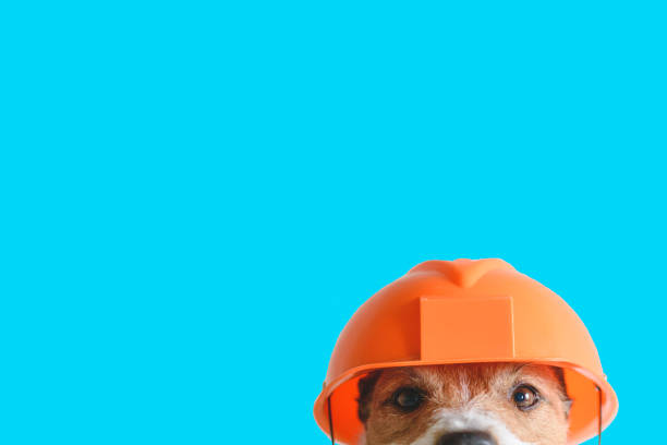 Safety, construction, DIY concept - cute dog in hard hat on color background Dog as funny builder studio shot repairman photos stock pictures, royalty-free photos & images
