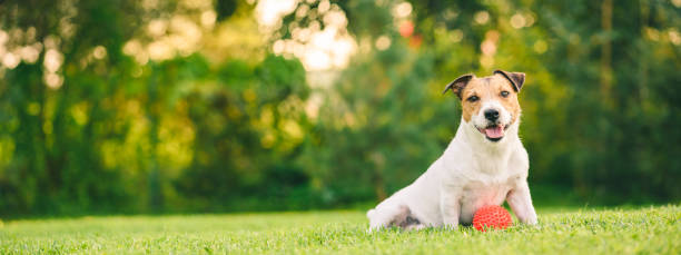 Happy dog playing with ball sitting at backyard lawn (panoramic crop)