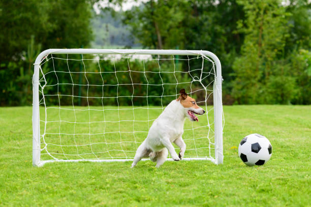 istock Amusing goalkeeper controls football (soccer) ball going past goal 1156337648
