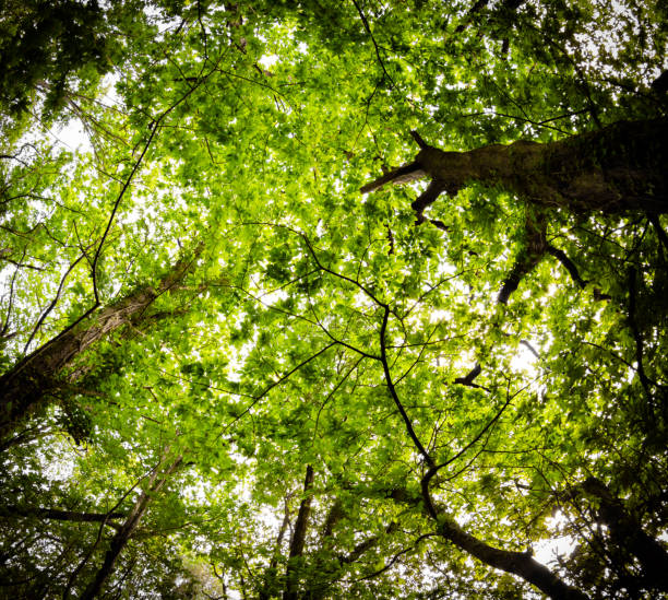 istock beautiful mysterious forest, bottom view on beech trees and treetop crowns in springtime 1156337659