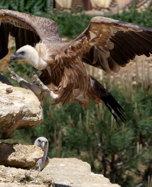 istock Majestic Eurasian Griffon Vulture 1156338403