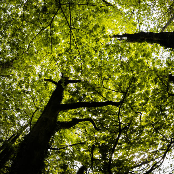 istock beautiful mysterious forest, bottom view on beech trees and treetop crowns in springtime 1156338644