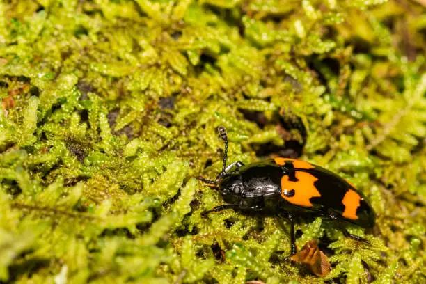 A close up of a Burying Beetle foraging at night.