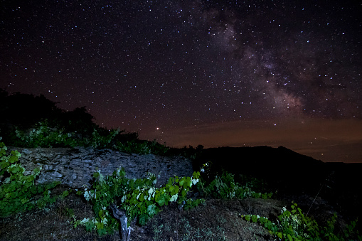 vineyard at night with the milky way
