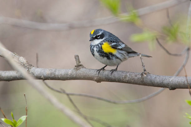 istock Male yellow-rumped warbler in spring 1156338838