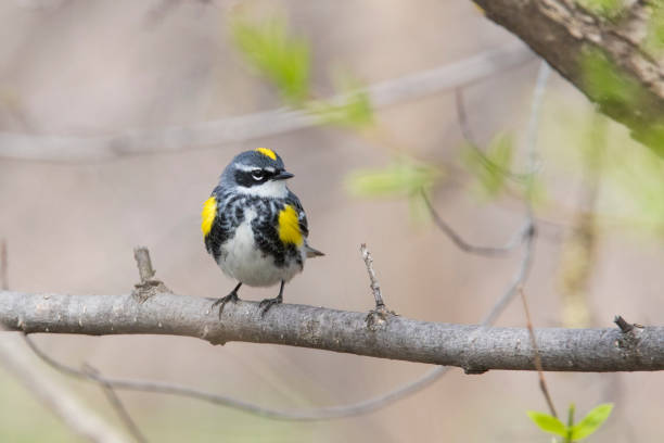 istock Male yellow-rumped warbler in spring 1156338851