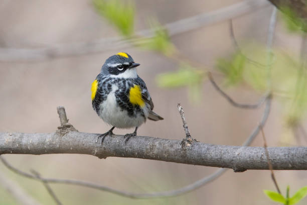 istock Male yellow-rumped warbler in spring 1156338870