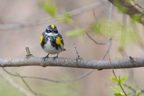 istock Male yellow-rumped warbler in spring 1156339379