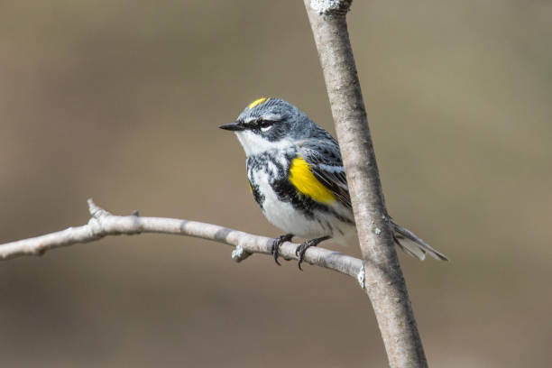istock Male yellow-rumped warbler in spring 1156339384