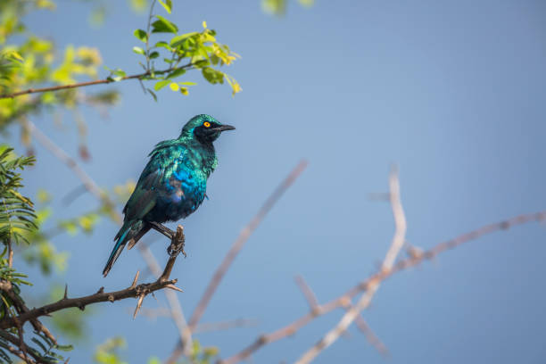 greater blue eared glossy starling in krüger nationalpark, südafrika - greater blue eared glossy starling stock-fotos und bilder