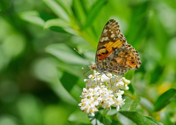 istock butterfly imperial coat on the blossom 1156339882