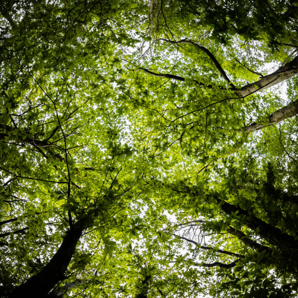 istock beautiful mysterious forest, bottom view on beech trees and treetop crowns in springtime 1156340776