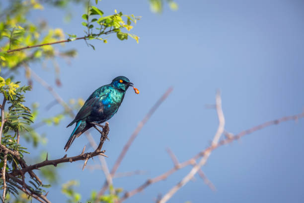 greater blue eared glossy starling in kruger national park, afrique du sud - greater blue eared glossy starling photos et images de collection