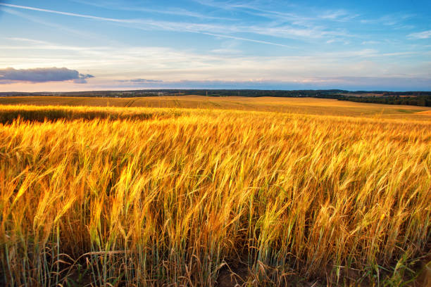 istock Sunset on the crop field. Belarus, rural countryside. 1156342022