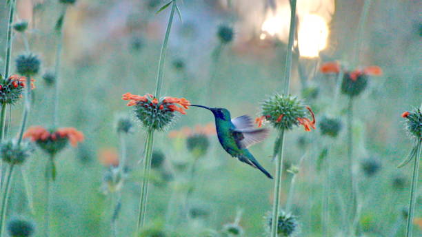 istock Sparkling violetear hummingbird in flight 1156342686