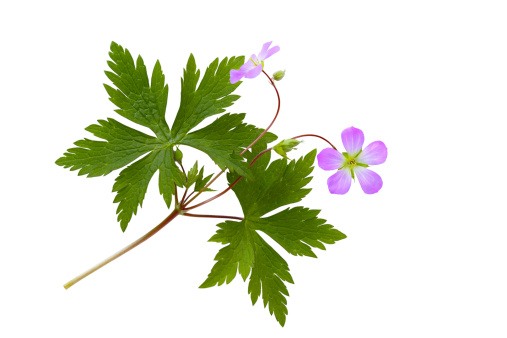 Purple Wild Geranium (Spotted Geranium) Geranium maculatum