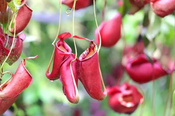 nepenthes flower or monkey pitcher plant, insect-eating flowers