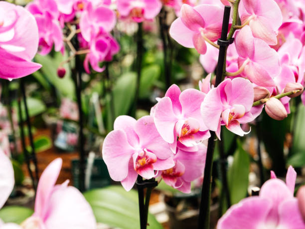 rami di negozio di fiori orchids con bellissimo fiore di orchidea in fiore - flower bed plant spring selective focus foto e immagini stock