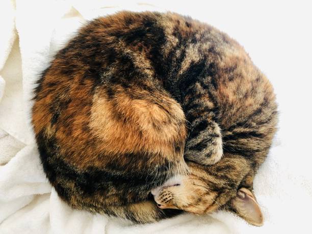 Tabby Cat Curled in a Ball on a White Towel