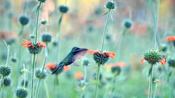 istock Sparkling violetear hummingbird in flight 1156344723