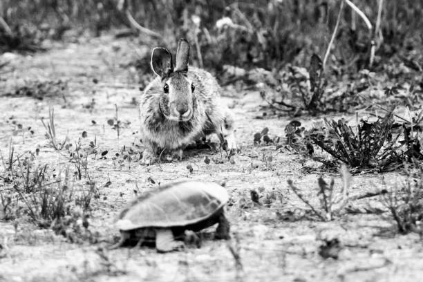 Cottontail Rabbit and Painted Turtle
