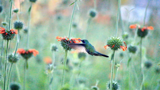istock Sparkling violetear hummingbird in flight 1156345495